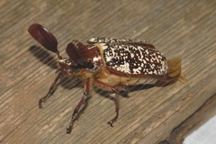 Polyphylla fullo