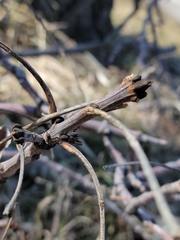 Fraxinus pennsylvanica