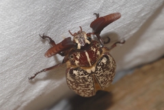 Polyphylla fullo