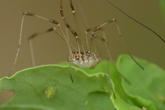 Rilaena