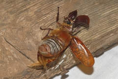 Polyphylla fullo