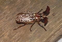 Polyphylla fullo