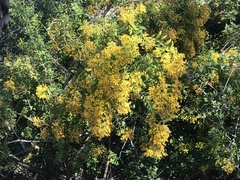 Hypericum canariense