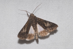 Aedia leucomelas