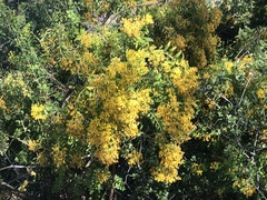 Hypericum canariense