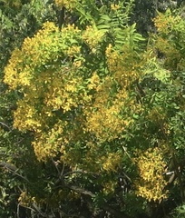 Hypericum canariense