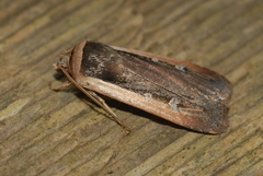 Ochropleura leucogaster