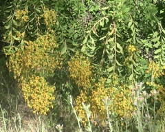Hypericum canariense