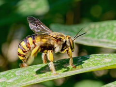 Anthidium florentinum