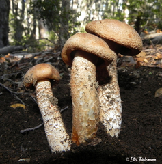 Cortinarius austroturmalis
