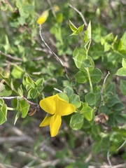 Cytisophyllum