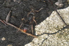 Pseudoneoponera rufipes