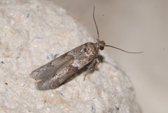 Blastobasis phycidella