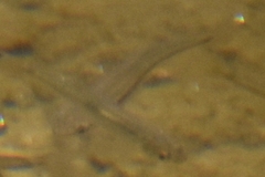 Rhinichthys atratulus