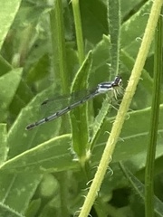 Enallagma geminatum