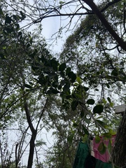 Sideroxylon celastrinum