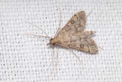 Dolicharthria bruguieralis