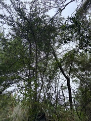 Sideroxylon celastrinum