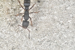 Pseudoneoponera rufipes