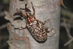 Polyphylla fullo