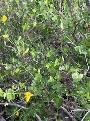 Cytisophyllum