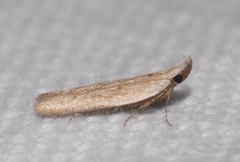 Mesophleps corsicella