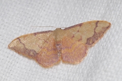 Idaea ostrinaria