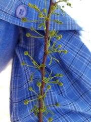 Vachellia vernicosa