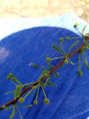 Vachellia vernicosa