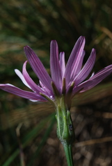 Scorzonera rosea