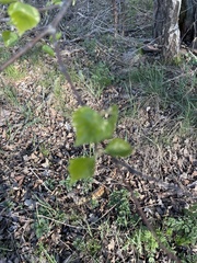 Acrocephalus schoenobaenus