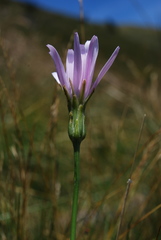 Scorzonera rosea
