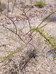 Vachellia vernicosa