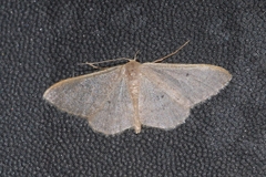 Idaea predotaria