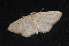Idaea obsoletaria