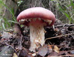 Cortinarius lebre
