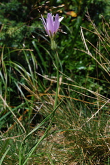 Scorzonera rosea