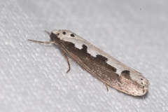 Ethmia bipunctella