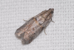 Acrobasis fallouella