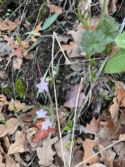Claytonia rosea