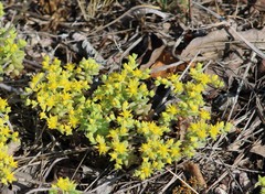 Sedum nuttallii