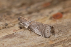 Acrobasis fallouella