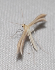 Merrifieldia malacodactylus