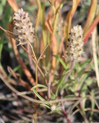 Plantago helleri
