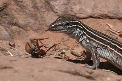 Aspidoscelis velox