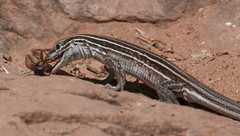 Aspidoscelis velox