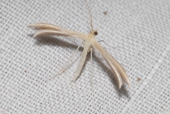 Merrifieldia malacodactylus