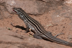 Aspidoscelis velox