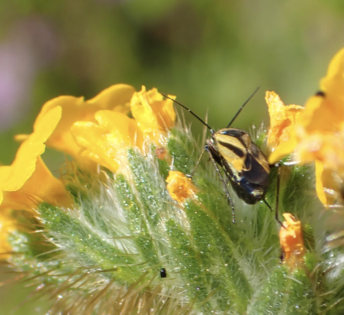 iNaturalist observation photo of Fiddleneck Plant Bug