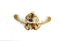Endothenia oblongana